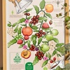 POSTER CAFE CULTOR AGUSTINO FOREST  