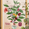 POSTER CAFE CULTOR  BENEFICIO NATURAL 